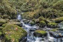 Sección superior de Sweet Creek Falls cerca de Mapleton, Oregon, Estados Unidos de América - foto de stock
