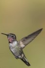 Kolibri im Flug vor verschwommenem Hintergrund — Stockfoto