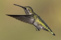 Hummingbird in volo contro sfondo sfocato — Foto stock
