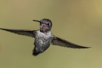 Hummingbird in flight against blurred background — Stock Photo