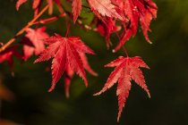 Red Japanese maple leaves in autumn; Oregon, United States of America — Stock Photo