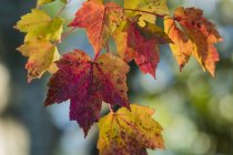 Foglie d'acero nei colori autunnali; Astoria, Oregon, Stati Uniti d'America — Foto stock
