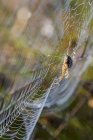 A European garden spider (Araneus diadematus) tends a web; Astoria, Oregon, United States of America — Stock Photo