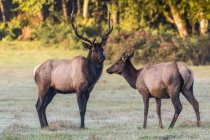 Scenic view of majestic beautiful elks in wild nature — Stock Photo