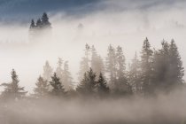Туман в лісі на Ювелл-Мідоуз (англ. Jewell Meadows Wildlife Area, Jewell, Oregon, United States of America — стокове фото