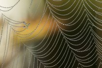 Spider web with dew drops; Astoria, Oregon, United States of America — Stock Photo