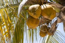 Cocos que crecen en un cocotero (Cocos nucifera); Huatulco, Oaxaca, México - foto de stock