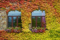Цветной плющ, окружающий два арочных окна на каменном здании; Бруттиг-Фанкель, Германия — стоковое фото