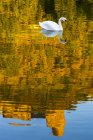 A white swan in a river with a golden reflection of a treed hillside with a castle ruin and blue sky; Bernkastel, Germany — Stock Photo