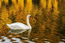 Un cigno bianco in un fiume con un colorato riflesso dorato — Foto stock