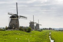 Tres viejos molinos de viento de madera en fila a lo largo de un campo herboso con ovejas y una pequeña zanja llena de agua, cerca de Stompwijk; Países Bajos - foto de stock