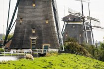 Primer plano de la base de tres viejos molinos de viento de madera en una fila a lo largo de un campo herboso con ovejas pastando en una ladera cubierta de hierba, cerca de Stompwijk; Países Bajos - foto de stock