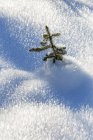 Close-up de uma pequena árvore perene em um único pico cobertura de neve gelada; Kananaskis Country, Alberta, Canadá — Fotografia de Stock