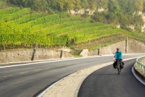 Самка - велогонщик на стежці з виноградниками на схилах пагорбів і туманом у долині річки, на північ від Реміча; Люксембург. — стокове фото