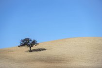 Árvore isolada em campo arado com céu azul brilhante; Campillos, Málaga, Andaluzia, Espanha — Fotografia de Stock