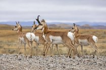 Wilde, schöne Pronghorns am natürlichen Lebensraum in Nordamerika — Stockfoto