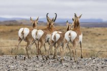 Beaux pronghorns sauvages dans l'habitat naturel en Amérique du Nord — Photo de stock