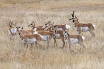 Wild beautiful pronghorns at natural habitat in North America — Stock Photo