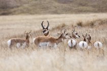 Beaux pronghorns sauvages dans l'habitat naturel en Amérique du Nord — Photo de stock