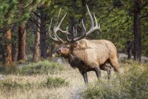 Cena de Bull Elk em habitat natural — Fotografia de Stock