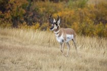 Wild beautiful pronghorn at natural habitat in North America — Stock Photo