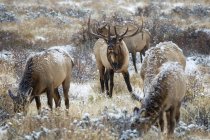 Scenic shot of Bull Elks in natural habitat — Stock Photo