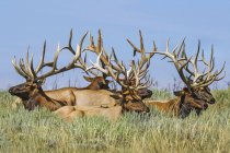 Scenic shot of Bull Elks in natural habitat — Stock Photo