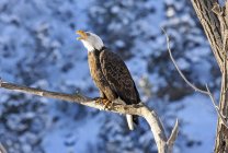 American Bald Eagle encaramado en una rama de árbol llamando - foto de stock