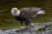 American Bald Eagle in piedi sulla riva sul bordo dell'acqua — Foto stock