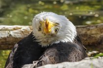 Американский лысый орёл в неловком положении — стоковое фото