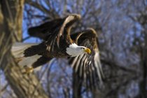 Amerikanischer Weißkopfseeadler fliegt von einem Baum — Stockfoto