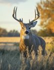 Величественный белый хвост оленя на дикой природе стоит я трава — стоковое фото