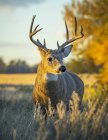 Majestueux cerf de Virginie à la nature sauvage debout i herbe — Photo de stock