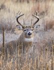 Majestic White-tailed Deer at wild nature standing i grass — Stock Photo
