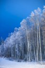 Wald aus Bäumen mit Raureif neben einem schneebedeckten Feld; alaska, vereinigte Staaten von Amerika — Stockfoto
