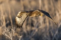 Червоно-хвіст Hawk в польоті, розмитий задній — стокове фото