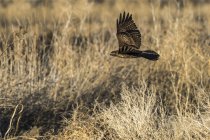 Falco dalla coda rossa in volo, backgroud sfocato — Foto stock