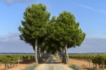 Lange, gerade Landstraße, gesäumt von Bäumen, die sich in die Ferne erstrecken, mit Weinbergen auf beiden Seiten; villarrobledo, Provinz Albacete, Spanien — Stockfoto