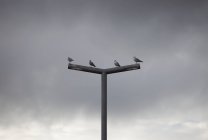 Cuatro gaviotas seguidas de pie en un poste de luz de la calle - foto de stock