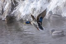 Duck landing on water with ducks at a snowy shoreline; — Stock Photo
