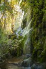 Rochers couverts de mousse sous Gorman Falls, Colorado Bend State Park ; Texas, États-Unis d'Amérique — Photo de stock