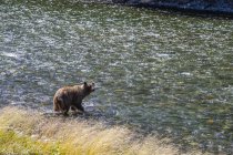 Grizzly orso lungo la riva del fiume Taku; Atlin, Columbia Britannica, Canada — Foto stock