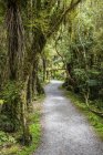 Lush foliage along a trail at the Roaring Billy Falls Walk, Mount Aspiring National Park; South Island, New Zealand — Stock Photo