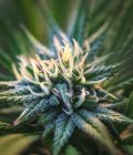 Gros plan d'une plante de cannabis en maturation avec trichomes visibles ; Marina, Californie, États-Unis d'Amérique — Photo de stock