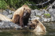 Grizzly orsi pesca lungo la riva del fiume Taku; Atlin, Columbia Britannica, Canada — Foto stock