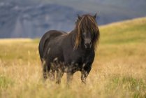 Ісландський кінь в природному пейзажі, Ісландія — стокове фото
