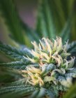 Gros plan d'une plante de cannabis en maturation et de fleurs avec trichomes visibles ; Marina, Californie, États-Unis d'Amérique — Photo de stock