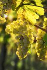 Крупный план кластеров белого винограда, свисающих с виноградной лозы, Пиеспорт, Германия — стоковое фото