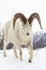 Dall sheep ram roams and feeds in the Windy Point during the snowy winter, Alaska, United States of America — Stock Photo