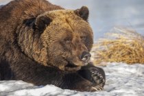 Grizzli dans la neige à la nature sauvage — Photo de stock